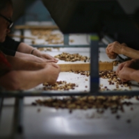 ეკონომიკური შესაძლებლობების გამოსაკვლევად, LEDP-ის გუნდი გურიას ეწვია