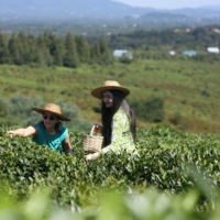 Media Representatives Explore Georgian Tea Production and Sector Challenges